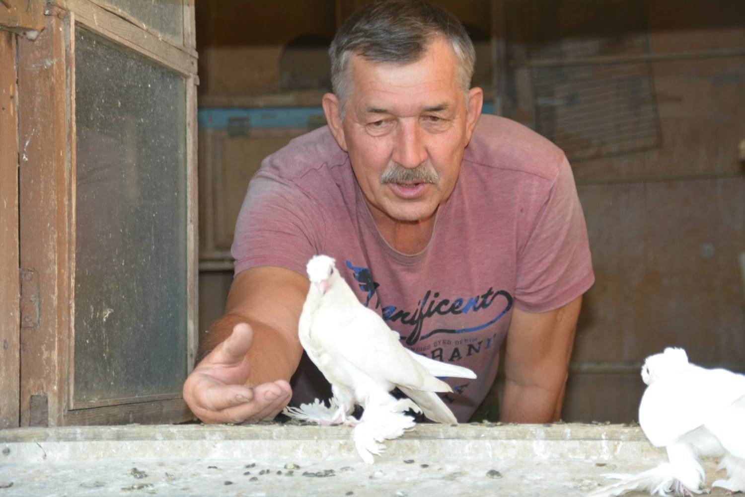 Как живут голубеводы Риддера